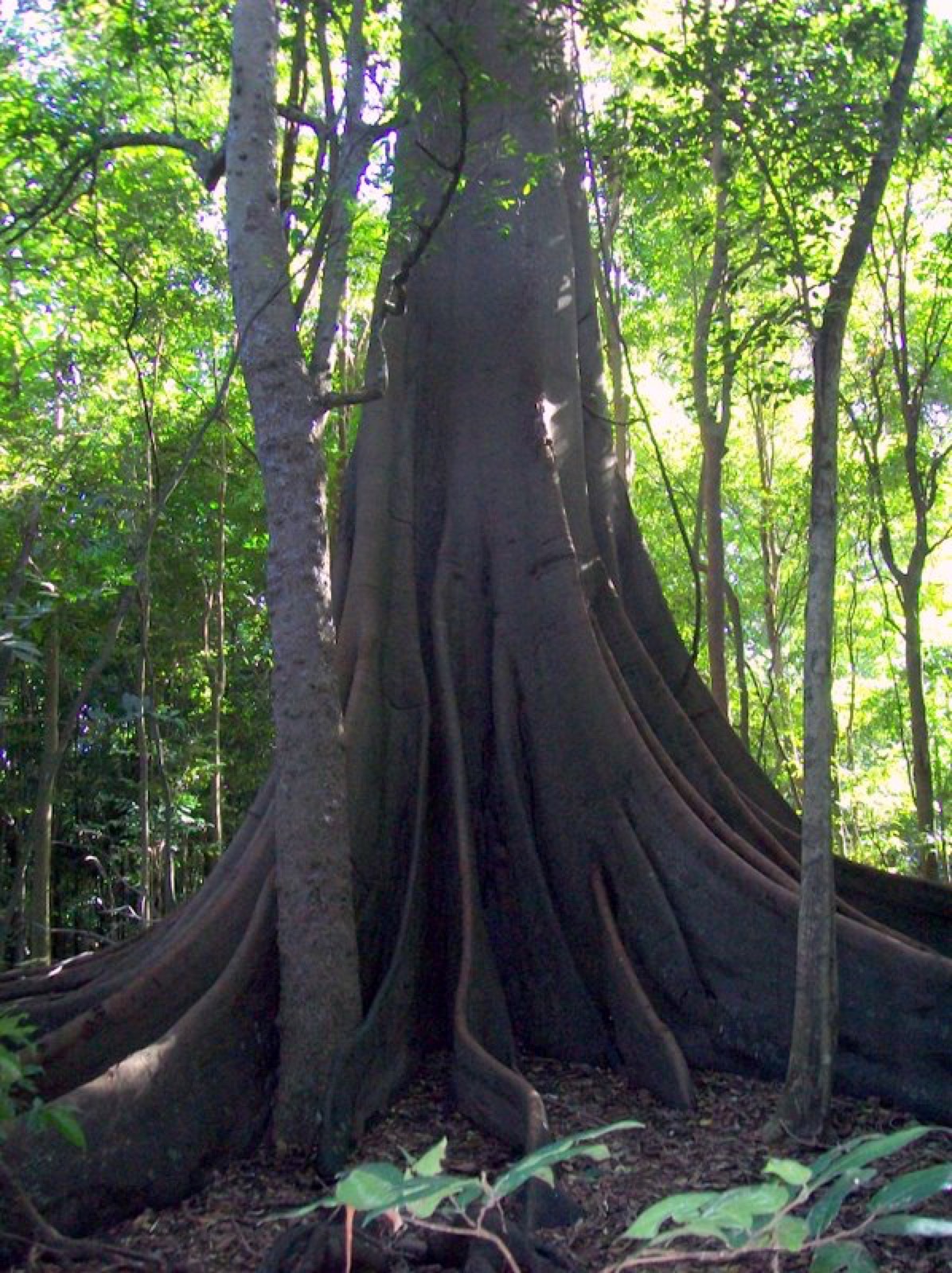 Buttress roots of a giant Moreton Bay fig in Wingham Brush